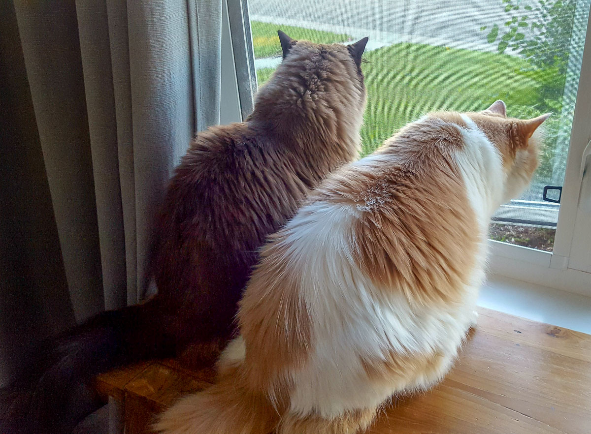 Zooka&Pip_Calgary (2).jpg