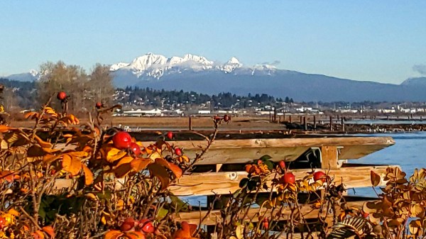 View of Golden Ears from Brunette-Fraser Regional Greenway, New Westminster